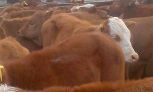 2020特種養殖市場規模及未來發展投資挑戰分析