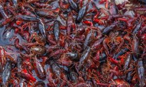 2020龍蝦養殖行業市場前景及現狀分析