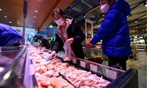 日本市場雞肉批發價格已達50元/公斤 短期內雞肉價格會下調嗎？