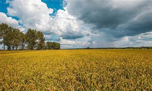 2021年高原特色農業產業深度調研