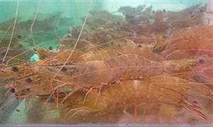 國(guó)產(chǎn)活蝦市場(chǎng)需求持續(xù)增長(zhǎng)價(jià)格跳漲 2021淡水養(yǎng)殖蝦行業(yè)投資前景分析