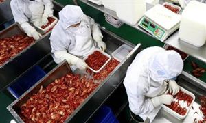 全國(guó)小龍蝦市場(chǎng)交易活躍 2021小龍蝦加工行業(yè)發(fā)展現(xiàn)狀前景分析