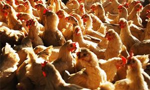 濟(jì)南2020年GDP破萬(wàn)億 2020年濟(jì)南全年豬牛羊禽肉產(chǎn)量23.8萬(wàn)噸