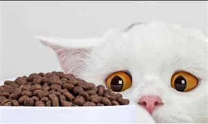 go貓糧投訴超700條天貓國際已下架 2019年中國城鎮(zhèn)寵物消費(fèi)市場破2000億元