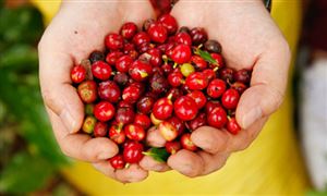 咖啡市場蓬勃發展 云南咖啡產業發展現狀如何?