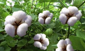 USDA報告持續對全球棉花供需形勢進行向好調整 2020/2021年度棉花產量同比減少202萬噸