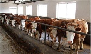 新華社訪國家肉牛改良中心 2021年肉牛產業發展取得明顯成效