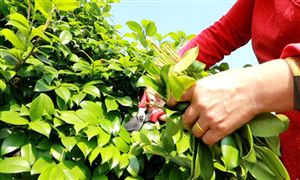 湖南油茶產(chǎn)業(yè)發(fā)展迎來重大突破 神農(nóng)國油與科特勒簽署戰(zhàn)略合作協(xié)議