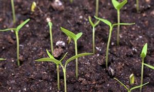 綠色農業為肥料行業帶來機遇和挑戰 2021生物肥料市場投資前景分析