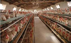 阿根廷計劃加強和我國在水產(chǎn)養(yǎng)殖業(yè)和飼料行業(yè)的合作 養(yǎng)殖業(yè)發(fā)展前景分析