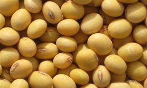 美豆出口量大增 2021年大豆油行業市場規模如何