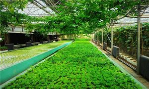 農業觀光園行業市場發展趨勢分析