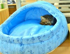 2021寵物用品市場發展規模現狀及前景