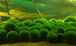 中國螺旋藻行業現狀及發展前景分析