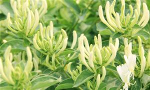 中國金銀花提取物行業(yè)現(xiàn)狀及發(fā)展前景分析