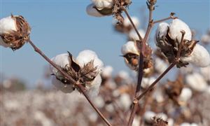 國家棉花基差指數正式上線 棉花基差怎么算? 棉花市場行情如何?
