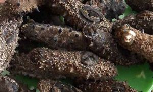 海參漲價40% 中國海參行業(yè)現(xiàn)狀及發(fā)展前景分析