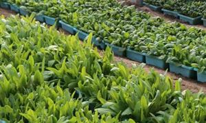 2021農超對接模式行業發展現狀及前景分析