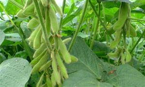 2021農(nóng)作物種子行業(yè)發(fā)展現(xiàn)狀及前景分析