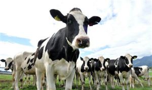 山西清徐一養殖場40多頭奶牛被困 當前我國奶牛育種情況如何?