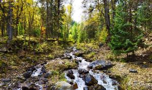國家公園就是有生命的國家寶藏 城市公園規(guī)劃建設(shè)現(xiàn)狀分析