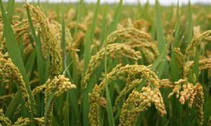 種業振興行動方案取得三方面進展 種子市場發展現狀