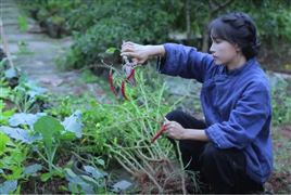 微念所持李子柒公司股權(quán)被凍結(jié) 李子柒事件是怎么回事?2021網(wǎng)紅經(jīng)濟(jì)發(fā)展現(xiàn)狀分析