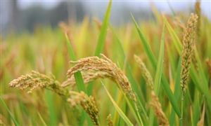 袁隆平團隊發布耐熱超級稻 40℃高溫也能穩產 2021年早稻總產量增長2.7%