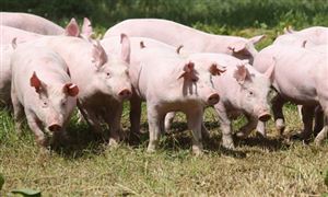 中國智慧養殖行業現狀及發展前景分析