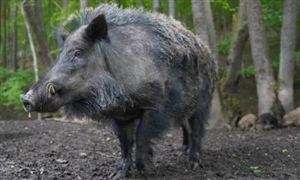 多地下發(fā)“野豬通緝令” 我國野豬養(yǎng)殖主要分布地區(qū)