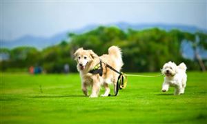 衛(wèi)健委專家談如何對(duì)待隔離人員的寵物 寵物行業(yè)現(xiàn)狀分析