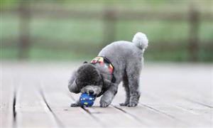 狗咬人事件氣哭記者狗主人被停職 動(dòng)物疫苗行業(yè)現(xiàn)狀分析