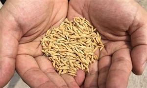 水稻種子市場調查 高品質大米需要成為行業新趨勢