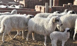 養殖市場調研 2022養殖行業前景及現狀報告分析