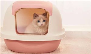 貓砂盆市場需求怎么樣 貓砂盆市場前景分析