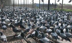 肉鴿養(yǎng)殖市場(chǎng)調(diào)研 2022肉鴿行業(yè)發(fā)展投資前景分析