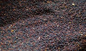 國內油菜籽行業(yè)調研分析 油菜籽市場價格行情