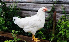 我國自主育種白羽肉雞加速推廣 2021年中國白羽肉雞產量及行業發展趨勢