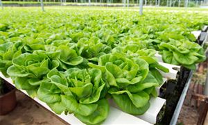 水培蔬菜市場調研 2022水培蔬菜行業供需及發展前景分析