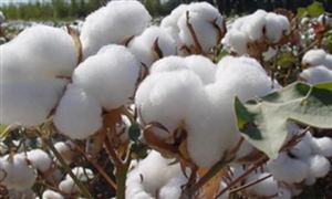 2021年全國棉花總產量573.1萬噸 2021年全國棉花產量小幅下降
