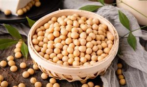 大豆蛋白行業現狀分析 大豆蛋白行業報告