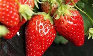 西安莓農因出血熱謠言收入銳減 專家辟謠吃草莓會得出血熱 草莓行業市場分析