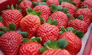 吃草莓會得出血熱？西安莓農因出血熱謠言收入銳減 草莓栽培行業分析?