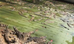 中國鱷魚養(yǎng)殖行業(yè)現(xiàn)狀及發(fā)展前景分析