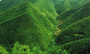 《廣東省林木種苗發(fā)展“十四五”規(guī)劃》發(fā)布 園林苗木行業(yè)發(fā)展及市場規(guī)模預(yù)測(cè)