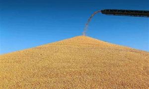 到2025年糧食播種面積穩定在17.5億畝以上 農業種植產業發展分析