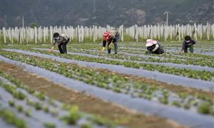 2022年中草藥種植行業發展前景及市場行情分析