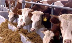 中國牛肉市場發(fā)展分析 規(guī)模化養(yǎng)殖是牛肉行業(yè)未來發(fā)展趨勢 