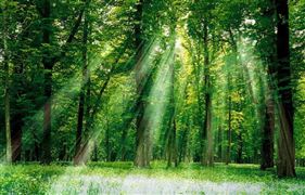 林業碳匯交易發展路徑和模式 全國林業碳匯交易發展政策和成功案例