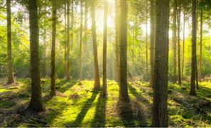 中國(guó)森林防火發(fā)展?fàn)顩r及未來(lái)規(guī)模前景